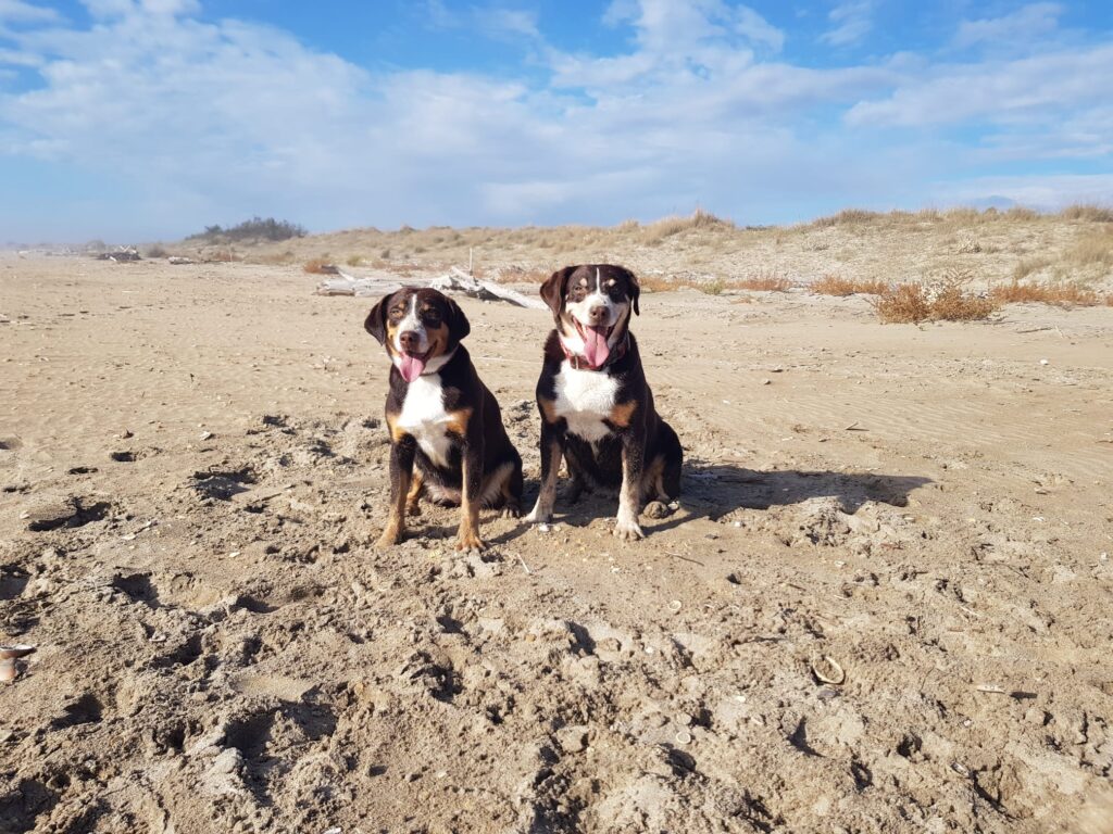 Dovolená s pejsky. Francie 2025.