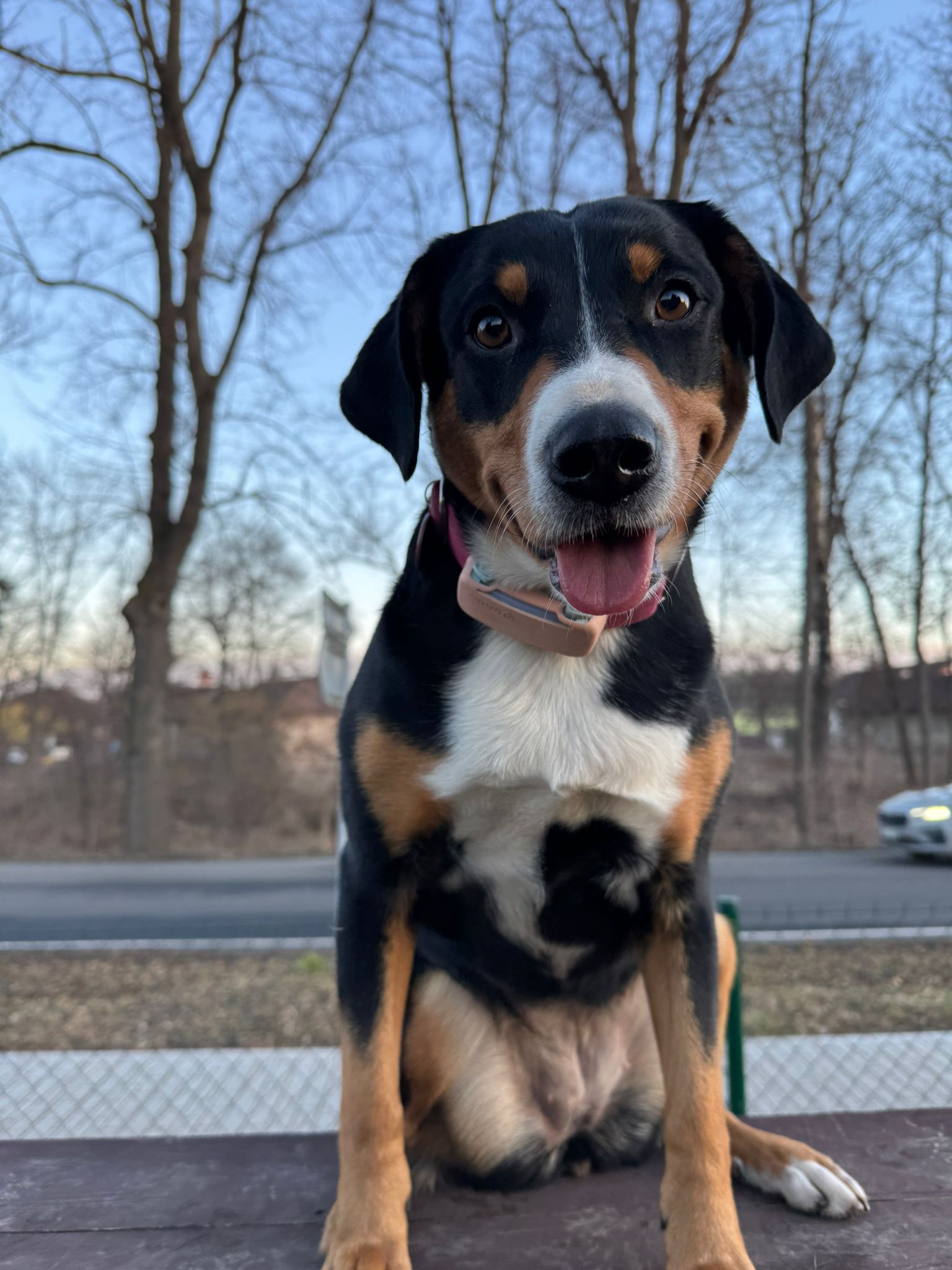 Štěňata ,,K,, oslavila už 3. narozeniny!